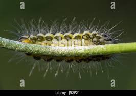 Attēlu rezultāti vaicājumam “Zygaena lonicerae larva”