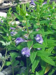 Attēlu rezultāti vaicājumam “Scutellaria galericulata leaf”