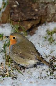 Attēlu rezultāti vaicājumam “Erithacus rubecula”