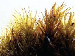 Attēlu rezultāti vaicājumam “Scorpidium cossonii”