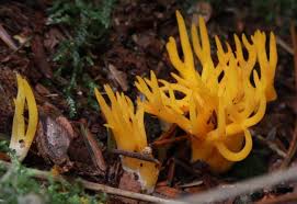 Attēlu rezultāti vaicājumam “Calocera glossoides”