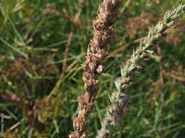 Attēlu rezultāti vaicājumam “Lythrum salicaria fruit”