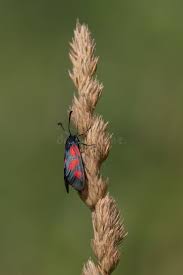 Attēlu rezultāti vaicājumam “Zygaena sp.”