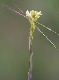 Attēlu rezultāti vaicājumam “Arabis glabra flower”