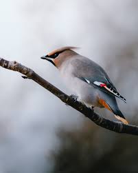 Attēlu rezultāti vaicājumam “Bombycilla garrulus”