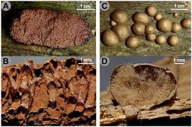 Attēlu rezultāti vaicājumam “Reticularia jurana spores”