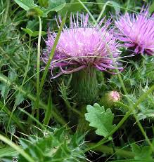 Attēlu rezultāti vaicājumam “Cirsium acaule leaf”