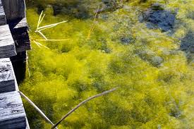 Attēlu rezultāti vaicājumam “Nitella sp.”