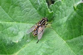 Attēlu rezultāti vaicājumam “Helophilus pendulus”