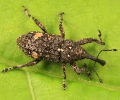 Attēlu rezultāti vaicājumam “Pissodes piniphilus”