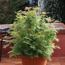 Attēlu rezultāti vaicājumam “Sorbaria sorbifolia bud”