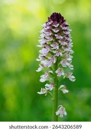 Attēlu rezultāti vaicājumam “Orchis ustulata”