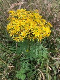 Attēlu rezultāti vaicājumam “Jacobaea vulgaris”