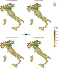 Attēlu rezultāti vaicājumam “Cetrelia sp.”