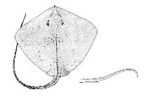 Image result for Bathytoshia centroura