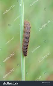 Attēlu rezultāti vaicājumam “Conistra rubiginea”