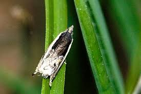 Attēlu rezultāti vaicājumam “Ancylis myrtillana”