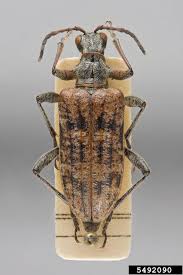 Attēlu rezultāti vaicājumam “Rhagium inquisitor”