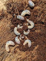 Attēlu rezultāti vaicājumam “Oryctes nasicornis larva”