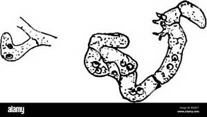 Attēlu rezultāti vaicājumam “Urocystis anemones spores”