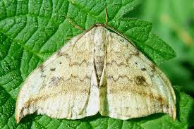 Attēlu rezultāti vaicājumam “Drepana falcataria”