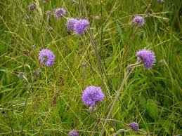 Image result for Succisa pratensis