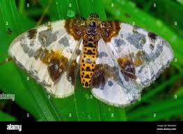 Attēlu rezultāti vaicājumam “Abraxas sylvata”