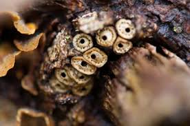 Attēlu rezultāti vaicājumam “Andricus quercuscorticis”