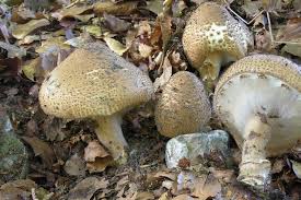 Attēlu rezultāti vaicājumam “Lepiota aspera”