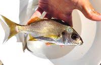 Image result for Pomadasys incisus