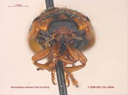 Attēlu rezultāti vaicājumam “Gonioctena”