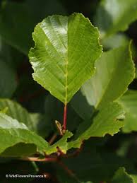 Attēlu rezultāti vaicājumam “Fagus sylvatica leaf”