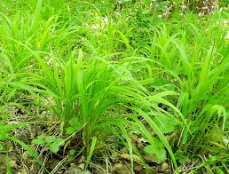 Attēlu rezultāti vaicājumam “Brachypodium sylvaticum leaf”