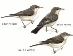 Image result for Hippolais olivetorum