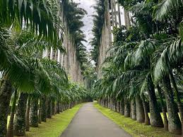 Image result for шри ланка королевский ботанический сад