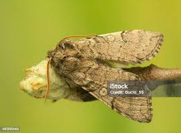 Attēlu rezultāti vaicājumam “Achlya flavicornis”
