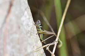 Attēlu rezultāti vaicājumam “Metrioptera roeselii”