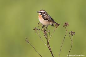 Attēlu rezultāti vaicājumam “Saxicola rubetra adult”