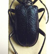 Attēlu rezultāti vaicājumam “Gaurotes virginea”