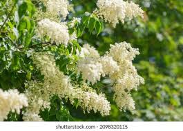 Attēlu rezultāti vaicājumam “Syringa reticulata subsp. amurensis flower”