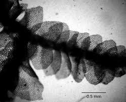 Attēlu rezultāti vaicājumam “Calypogeia suecica”