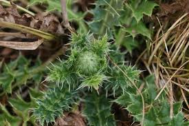 Attēlu rezultāti vaicājumam “Cirsium acaule fruit”