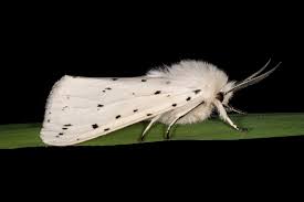 Attēlu rezultāti vaicājumam “Spilosoma lubricipeda”