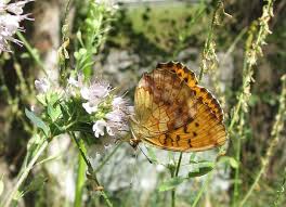 Attēlu rezultāti vaicājumam “Brenthis daphne underside”