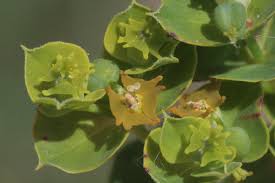 Attēlu rezultāti vaicājumam “Euphorbia virgata”