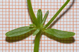 Attēlu rezultāti vaicājumam “Galium elongatum”