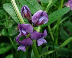 Attēlu rezultāti vaicājumam “Vicia sepium flower”
