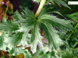 Attēlu rezultāti vaicājumam “Eryngium planum leaf”