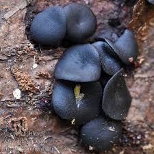 Attēlu rezultāti vaicājumam “Holwaya mucida”