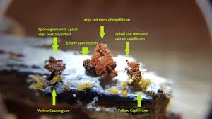 Attēlu rezultāti vaicājumam “Metatrichia vesparia spores”